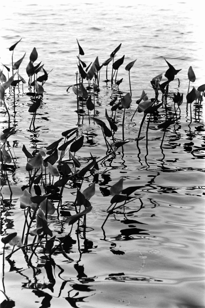 pickerel weed fine art photographic print